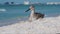 Willet resting on a sandy beach.