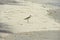 Willet Sandpiper on the Beach