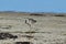 Willet Sandpiper On The Beach