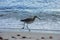 A Willet sandpiper on the beach in Florida