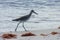 A Willet sandpiper on the beach in Florida