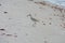 A Willet sandpiper on the beach in Florida