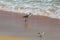 Willet Sandpiper on Beach in Surf