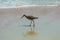 Willet Sandpiper on Beach in Surf