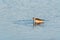 Willet Shorebird hunting along shoreline