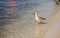 Willet shorebird Tringa semipalmata along the shore of Pass