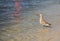 Willet shorebird Tringa semipalmata along the shore of Pass