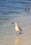 Willet shorebird Tringa semipalmata along the shore of Pass