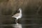 Willet shorebird wading in a lagoon on Hilton Head Island, South Carolina, USA