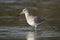 Willet shorebird wading in a lagoon on Hilton Head Island, South Carolina, USA