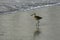 Willet shorebird at the water`s edge