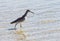 Willet Shorebird in the Waters of a Gulf of Mexico beach