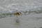 Willet shorebird at the wave`s edge