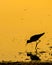 Willet Silhouetted in the Golden Twilight