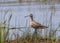 Willet standing on a grassy shoreline