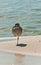 Willet standing on one leg on a sandbar