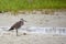 Willet standing beside a pool of water with grass in the background