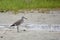 Willet standing beside a pool of water on a sandy shore