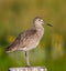 A Willet standing on a post in golden light with a green and gold background