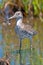 Willet Standing in Water