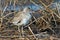 Willet Standing in Water