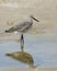 Willet standing in water on a beach