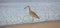 Willet standing at waters edge