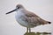 Willet (Tringa semipalmata)