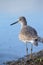 Willet (Tringa semipalmata)