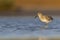 willet (Tringa semipalmata) resting and foraging at the mudflats of Texas South Padre Island.