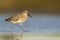 willet (Tringa semipalmata) resting and foraging at the mudflats of Texas South Padre Island.