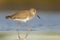 willet (Tringa semipalmata) resting and foraging at the mudflats of Texas South Padre Island.