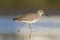 willet (Tringa semipalmata) resting and foraging at the mudflats of Texas South Padre Island.