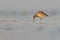 willet (Tringa semipalmata) resting and foraging at the mudflats of Texas South Padre Island.