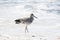 Willet Tringa semipalmata Resting on a White Sand Rocky Beach