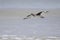 The Willet Tringa semipalmata with speed flying over the ocean.