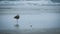 Willet Tringa semipalmata standing on one leg on beach