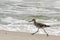 A willet (type of sandpiper) on the beach