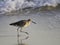 A willet (type of sandpiper) on the beach