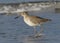 Willet Wading in Surf on a Florida Beach