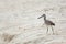 Willet walking on a beach