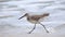 Willet walking at the edge of the surf