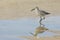 Willet walking in a pool of water on a beach