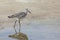 Willet walking in water on a beach