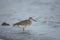 Willet in the waves