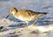 Willet, Western Willet, Catoptrophorus semipalmatus