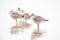 Willets