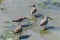 Willets, birds