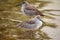 Willets (Tringa semipalmata)