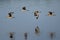 Willets (Tringa semipalmata) flying